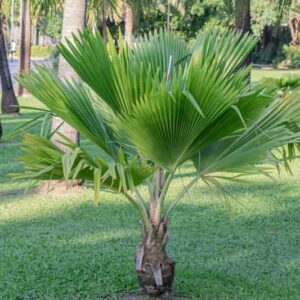 Fiji palm, Fiji fan palm, Pritchardia pacifica