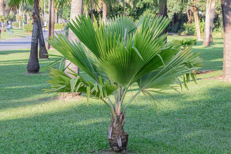 Fiji Fan Palm (Pritchardia pacifica)