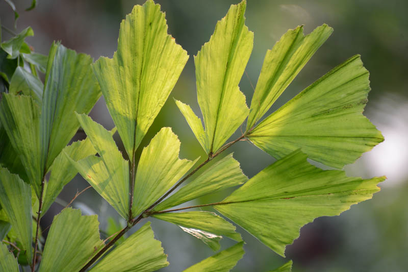 Fishtail Palm, Burmese Fishtail Palm, Clustering Fishtail Palm, Caryota mitis, Palm Tree