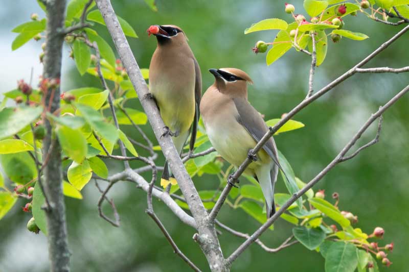 Dogwood, Dogwood Tree, Cedar Waxing, Dogwood Birds