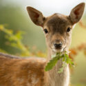 Deer, Oak Tree, Oak