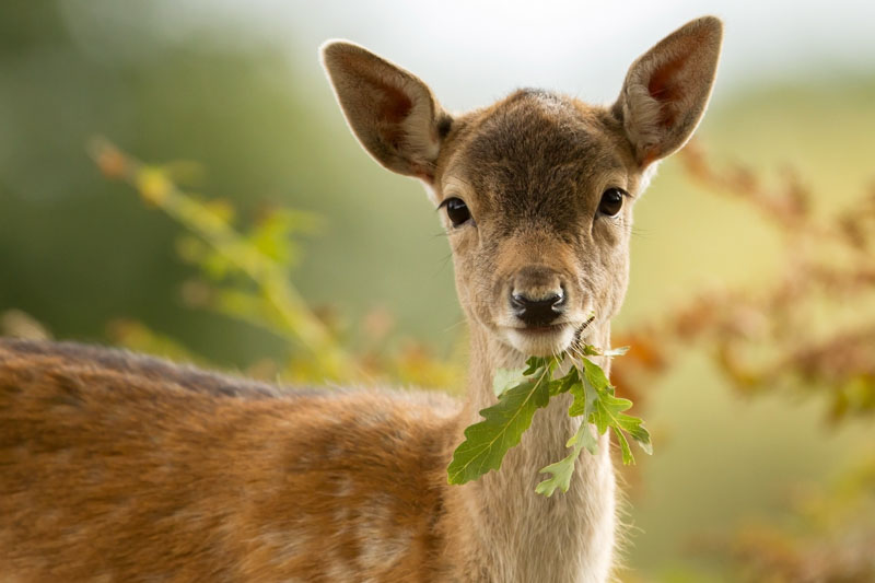 Deer, Oak Tree, Oak