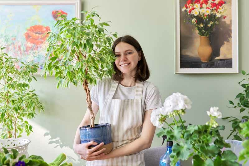 Ficus tree, Fig Tree, Houseplant