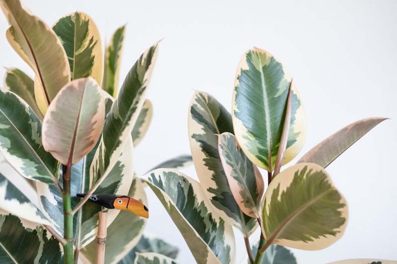 Variegated Rubber Tree, Variegated Rubber Plant, Ficus Elastica Tineke