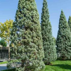 Arizona Cypress, Cupressus arizonica, Hesperocyparis arizonica, Evergreen conifer