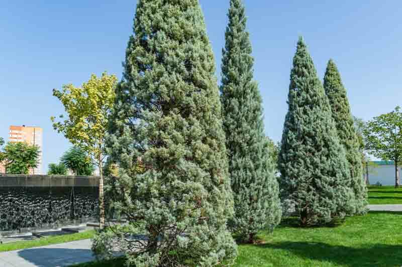 Arizona Cypress, Cupressus arizonica, Hesperocyparis arizonica, Evergreen conifer
