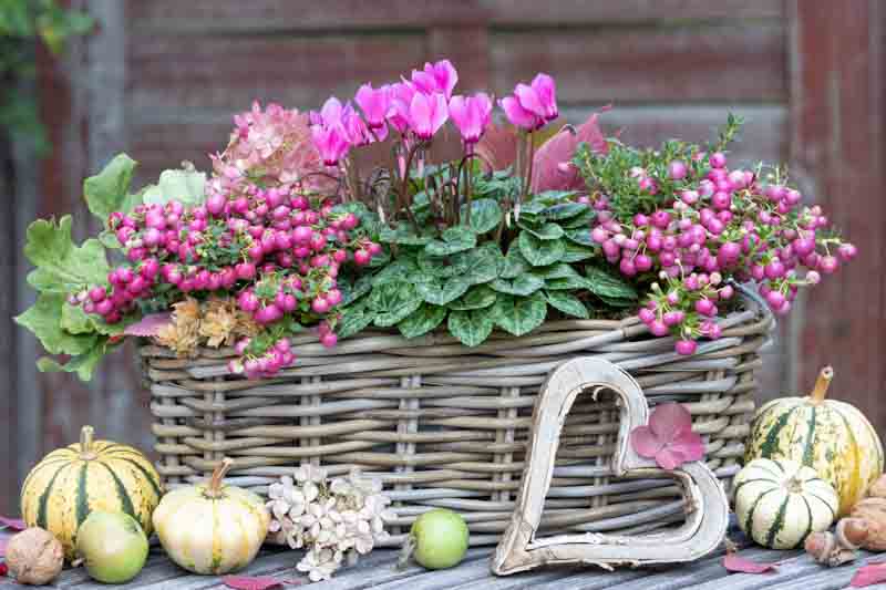 Cyclamen, Pink cyclamen, Prickly heath, Autumn garden decoration