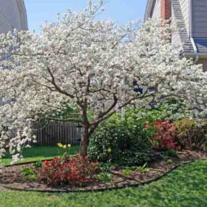 Dogwood,Dogwood tree, Flowering Dogwood