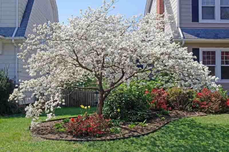 Dogwood,Dogwood tree, Flowering Dogwood