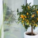 Kumquat, Potted kumquat tree