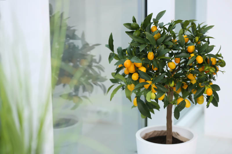 Kumquat, Potted kumquat tree