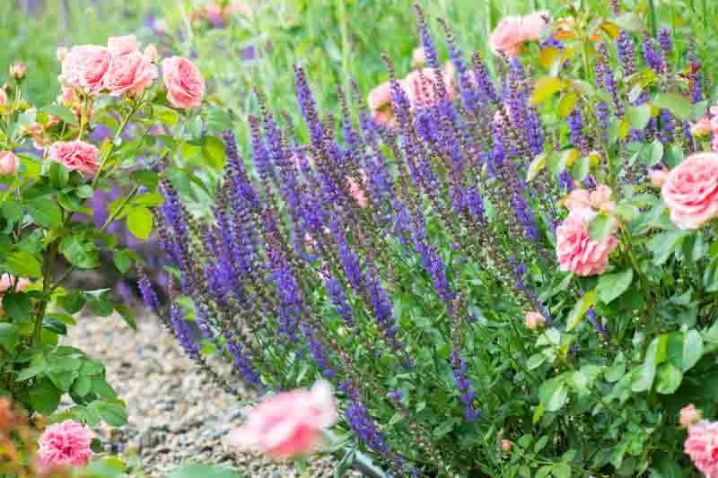 Perennial, Salvia, Rose