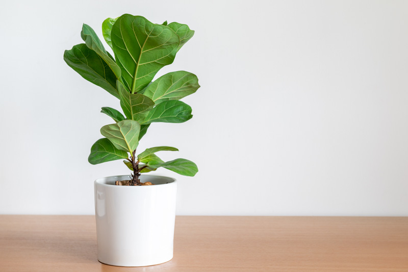 Fiddle Leaf Fig, Fiddle-leaf Fig, Ficus lyrata