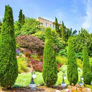 Cypress, Cypress Tree, Cupressus, evergreen tree