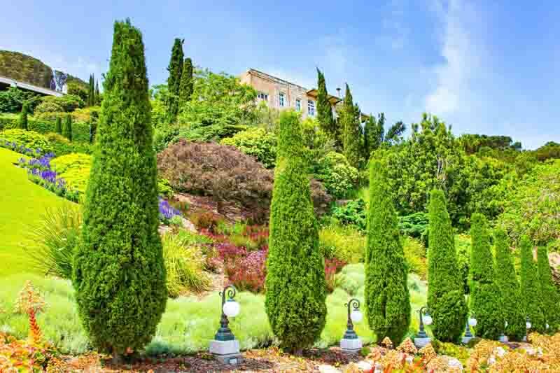 Chamaecyparis nootkatensis 'Green Arrow' (Nootka Cypress)