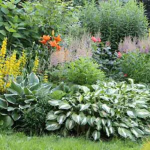 Shade Garden, Shade Plants, Astilbe, Hosta, Lysimachia. Lilies
