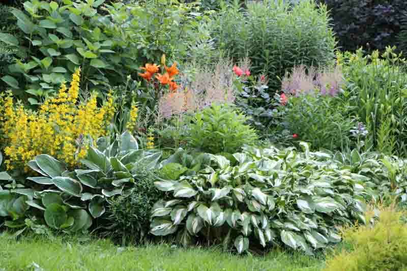 Shade Garden, Shade Plants, Astilbe, Hosta, Lysimachia. Lilies