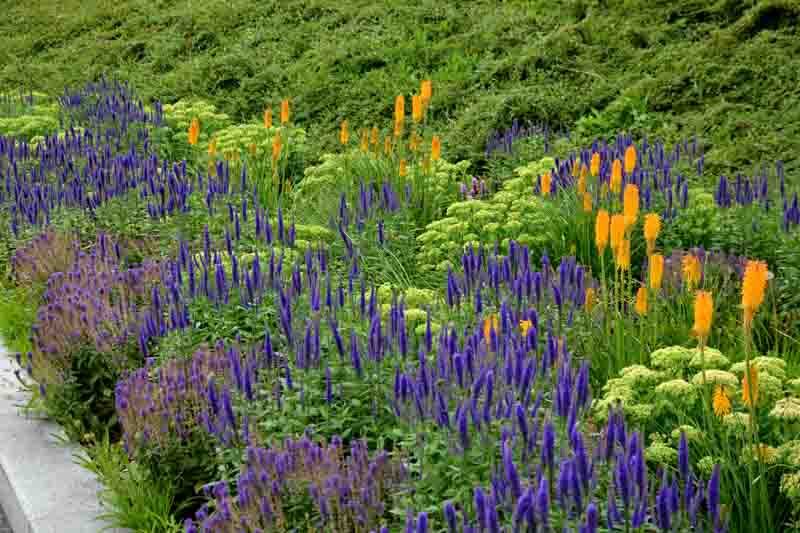 Perennial, Salvia, Kniphofia,Sedum