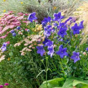 Perennial, Perennial Flowers, Perennials, Achillea, Platycodon, grandiflorus