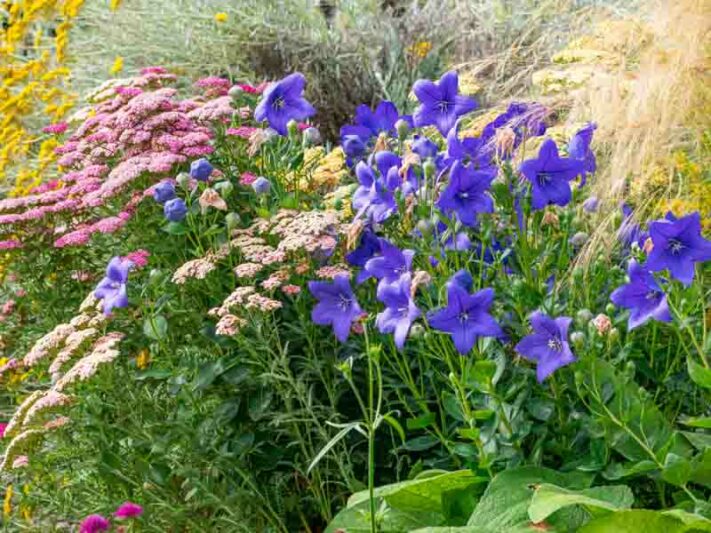 Perennial, Perennial Flowers, Perennials, Achillea, Platycodon, grandiflorus