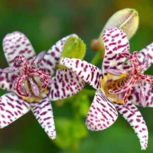 Toad Lily, Toad Lilies, Tricyrtis Jasmin, Shade Perennial, Shade Plant