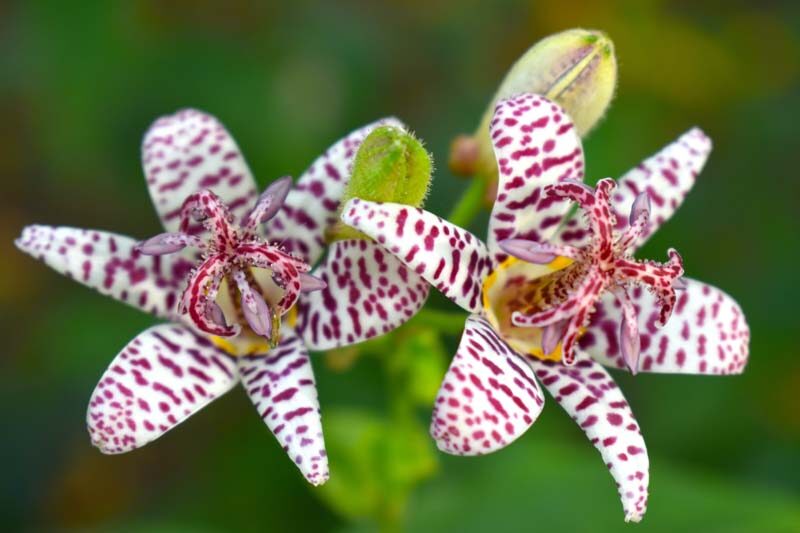 Toad Lily, Toad Lilies, Tricyrtis Jasmin, Shade Perennial, Shade Plant