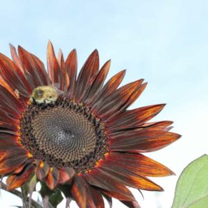 Velvet Queen Sunflower, Sunflower Velvet Queen, Dark Sunflower, Red Sunflower, Helianthus