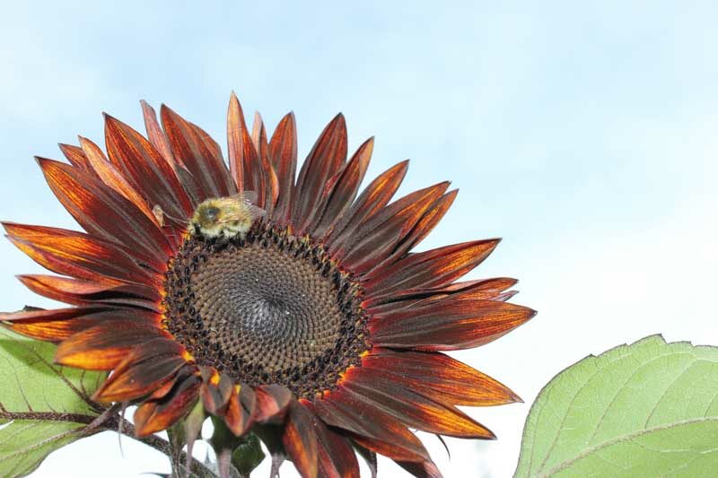 Velvet Queen Sunflower, Sunflower Velvet Queen, Dark Sunflower, Red Sunflower, Helianthus