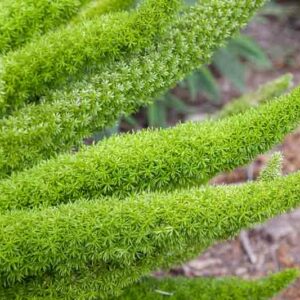 Asparagus Fern, Foxtail Fern, Plume Fern, Asparagus densiflorus