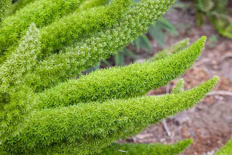 Asparagus Fern, Foxtail Fern, Plume Fern, Asparagus densiflorus