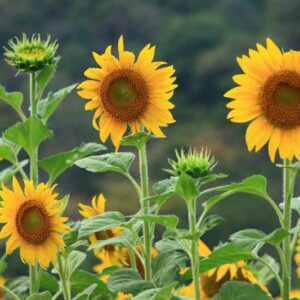 Sunflower, Sunflowers, Sunflower Seeds, Sunflower Oil