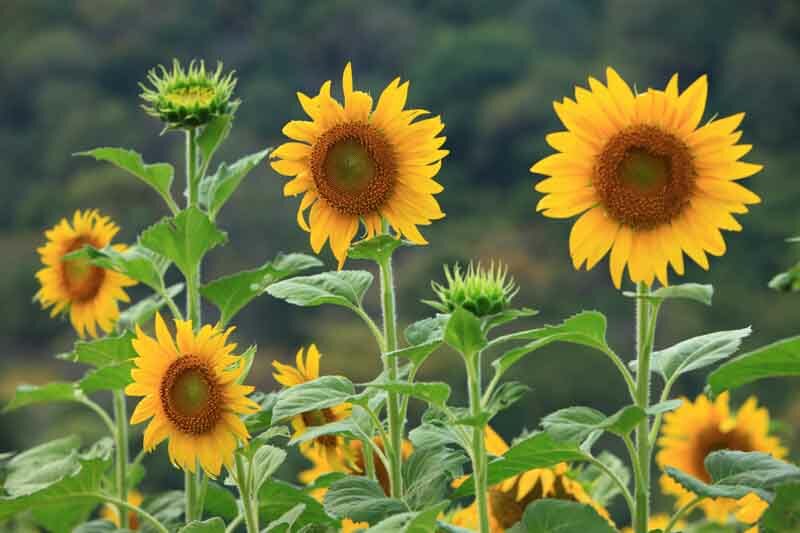 Sunflower, Sunflowers, Sunflower Seeds, Sunflower Oil