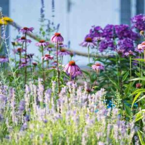 Perennial, Perennial Flowers, Echinacea, nepeta, Cottage Garden