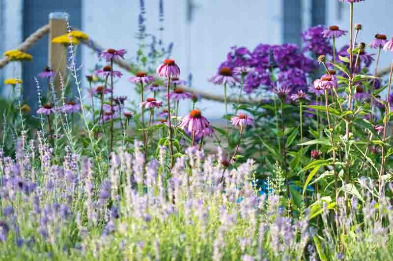 Perennial, Perennial Flowers, Echinacea, nepeta, Cottage Garden