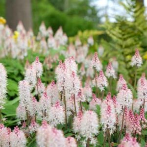 Foamflower, Tiarella cordifolia, Shade Plants, Shade Flowers, Shade Perennials