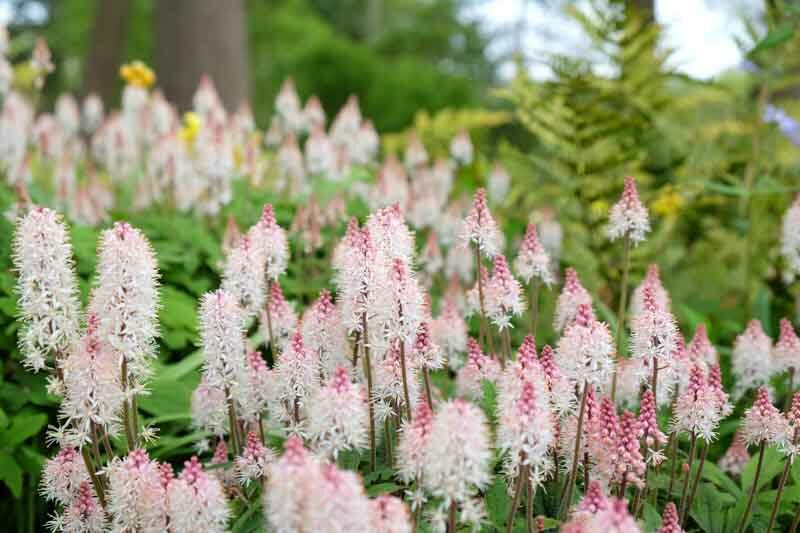 Foamflower, Tiarella cordifolia, Shade Plants, Shade Flowers, Shade Perennials