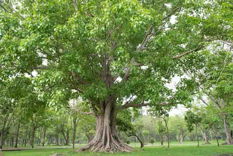 Bodhi Tree, Peepul Tree, Peepal Tree, Hindu Bo Tree, Ficus religiosa, Poplar-leaved Fig Tree, Sacred Fig Tree,