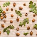 Oak Acorn, Oak Leaves, Planting Acorns