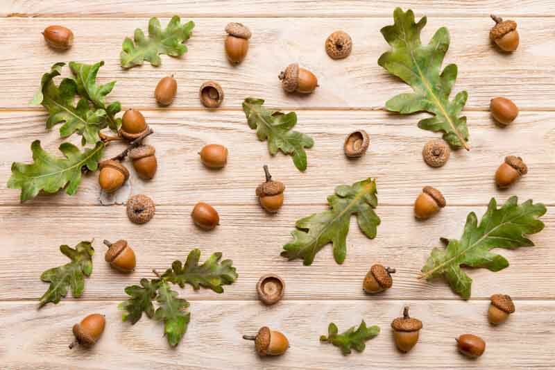 Oak Acorn, Oak Leaves, Planting Acorns