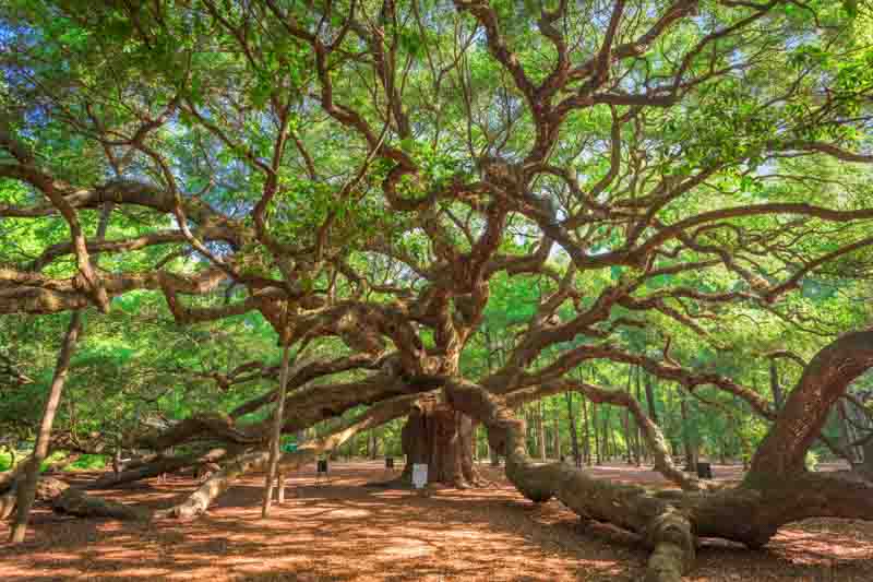 Angel Oak, Angel Oak Park