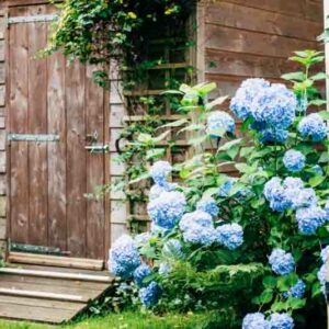 Hydrangea, Small Shrub, Small Flowering Shrub