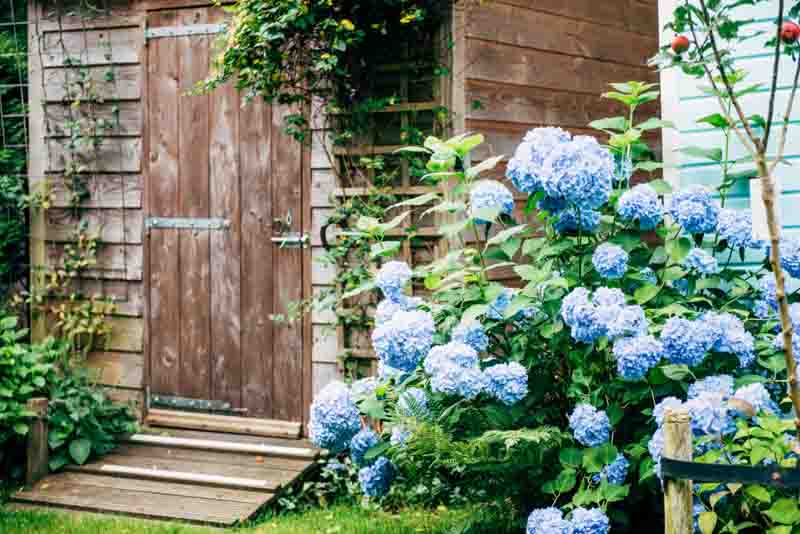 Hydrangea, Small Shrub, Small Flowering Shrub