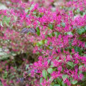 Loropetalum, Chinese Fringe Flower, Fringe Flower, Ecvergreen shrub