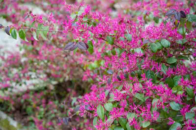 Loropetalum, Chinese Fringe Flower, Fringe Flower, Ecvergreen shrub