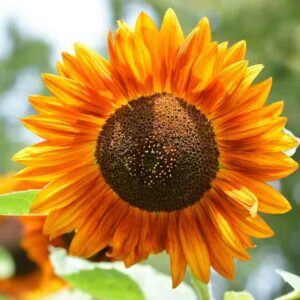 Autumn Beauty Sunflower, Sunflower Autumn Beauty, Sunflower Mix, Helianthus