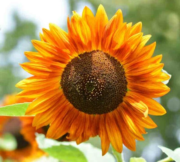 Autumn Beauty Sunflower, Sunflower Autumn Beauty, Sunflower Mix, Helianthus