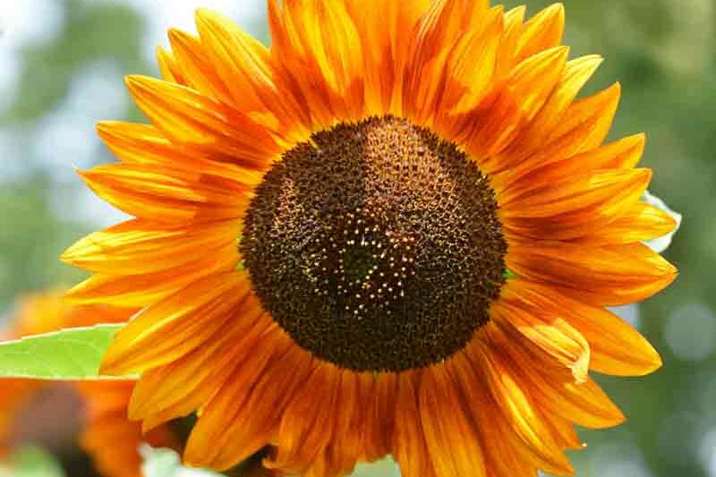 Autumn Beauty Sunflower, Sunflower Autumn Beauty, Sunflower Mix, Helianthus