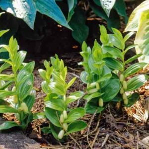 Polygonatum humile, dwarf Solomon's Seal