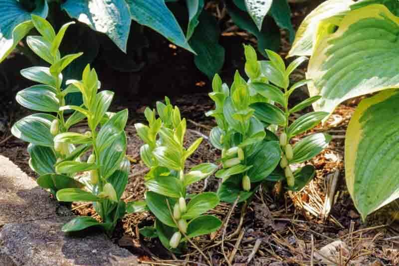 Polygonatum humile, dwarf Solomon's Seal