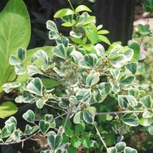 Ficus triangularis Variegata, Variegated Triangle Fig, Triangle Fig,